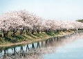 福岡の堰の桜まつり