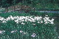 四季の里公園