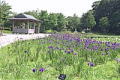 アヤメ園